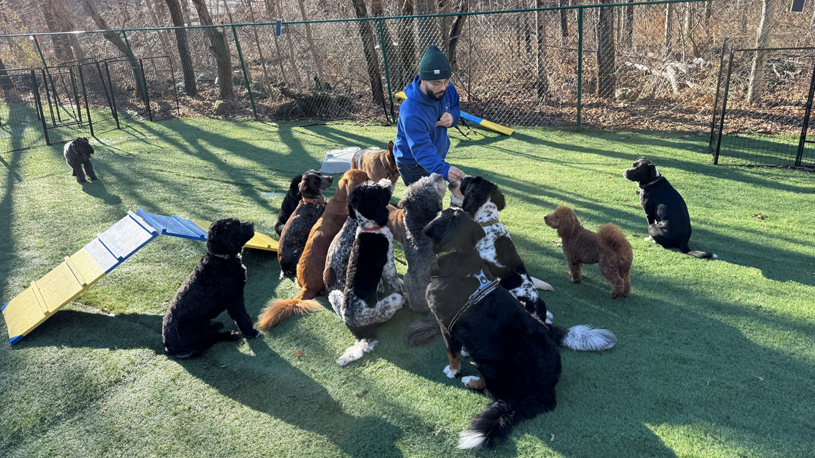 employee giving treats during to waiting dogs