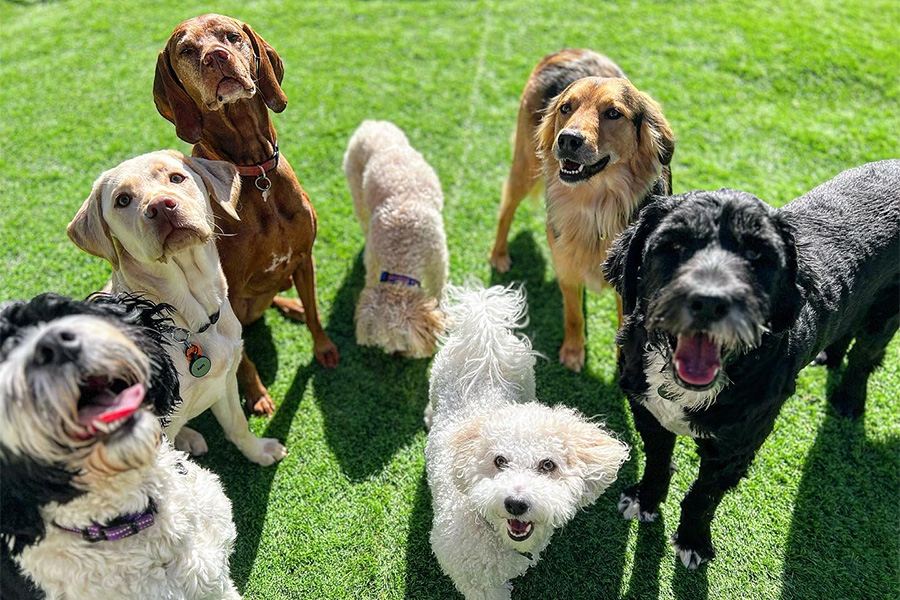 Group of dogs looking up at camera