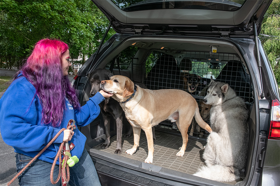 Noelle picking up dogs