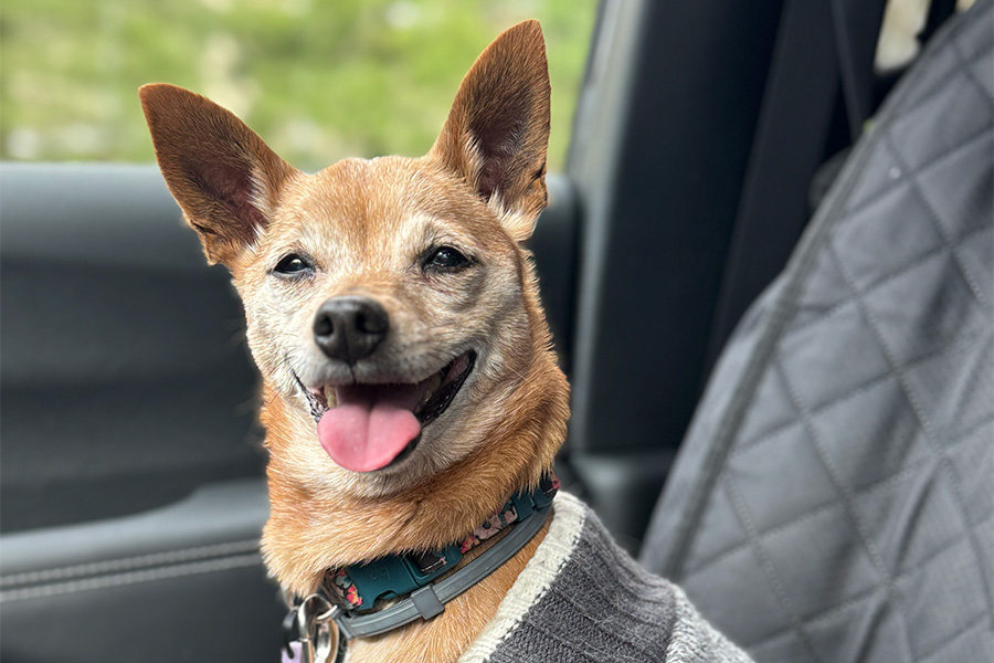 Dog content in back seat