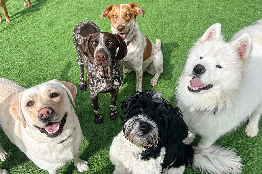 Group of dogs looking up at camera