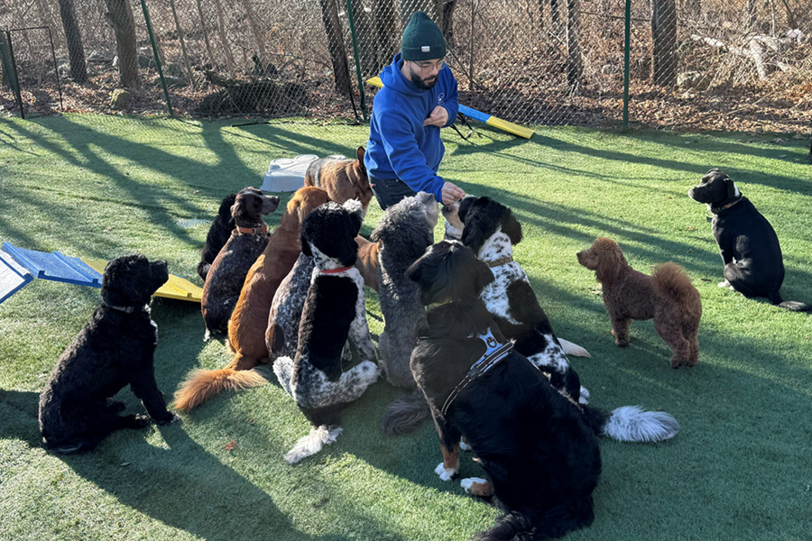 employee handing treats to waiting dogs