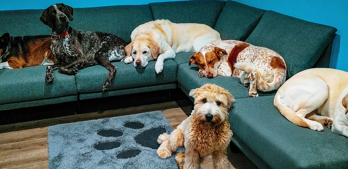 Hudson Hounds Dog Boarding Services