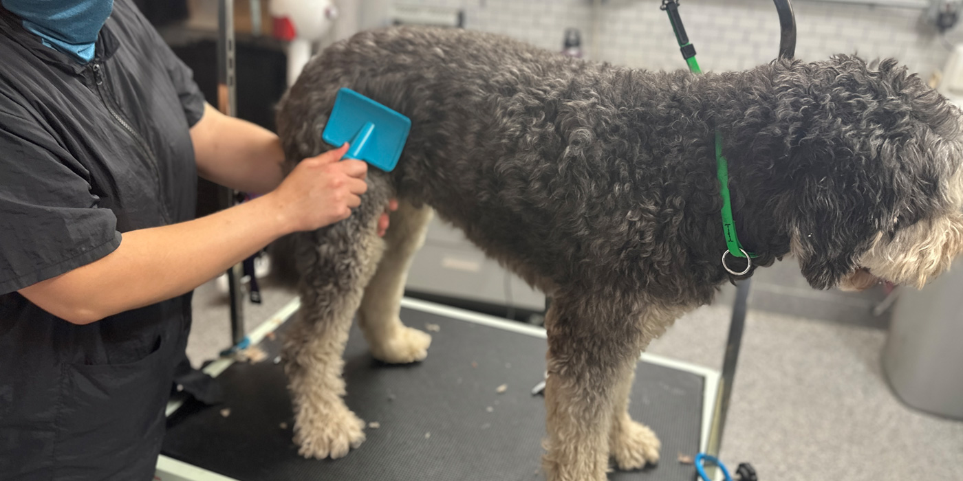 Dog Grooming
