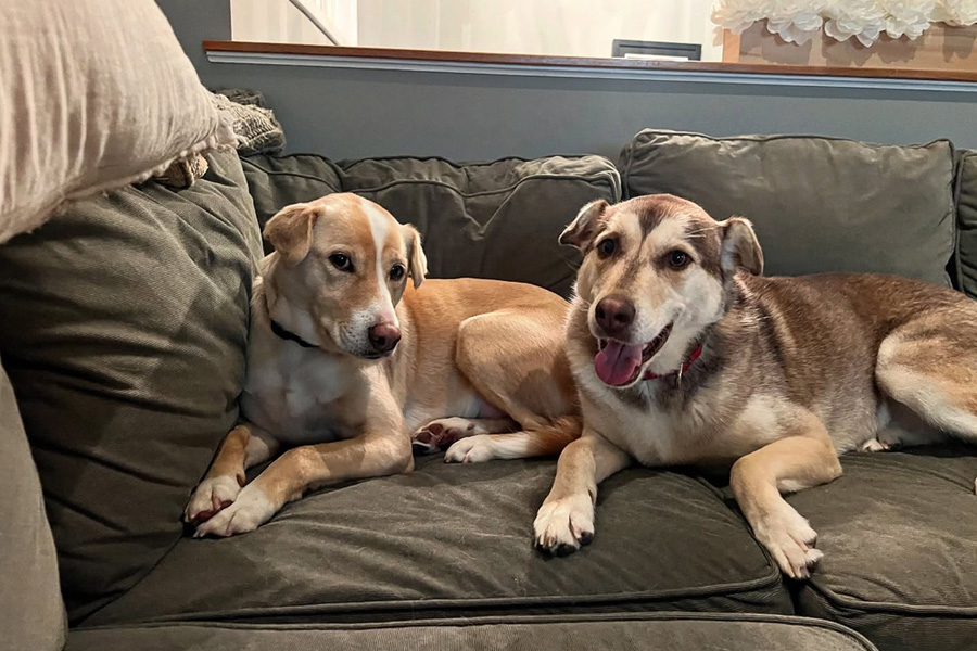 Dogs on Couch