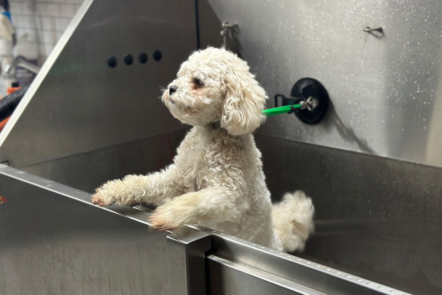 Pickup & Drop-Off Services