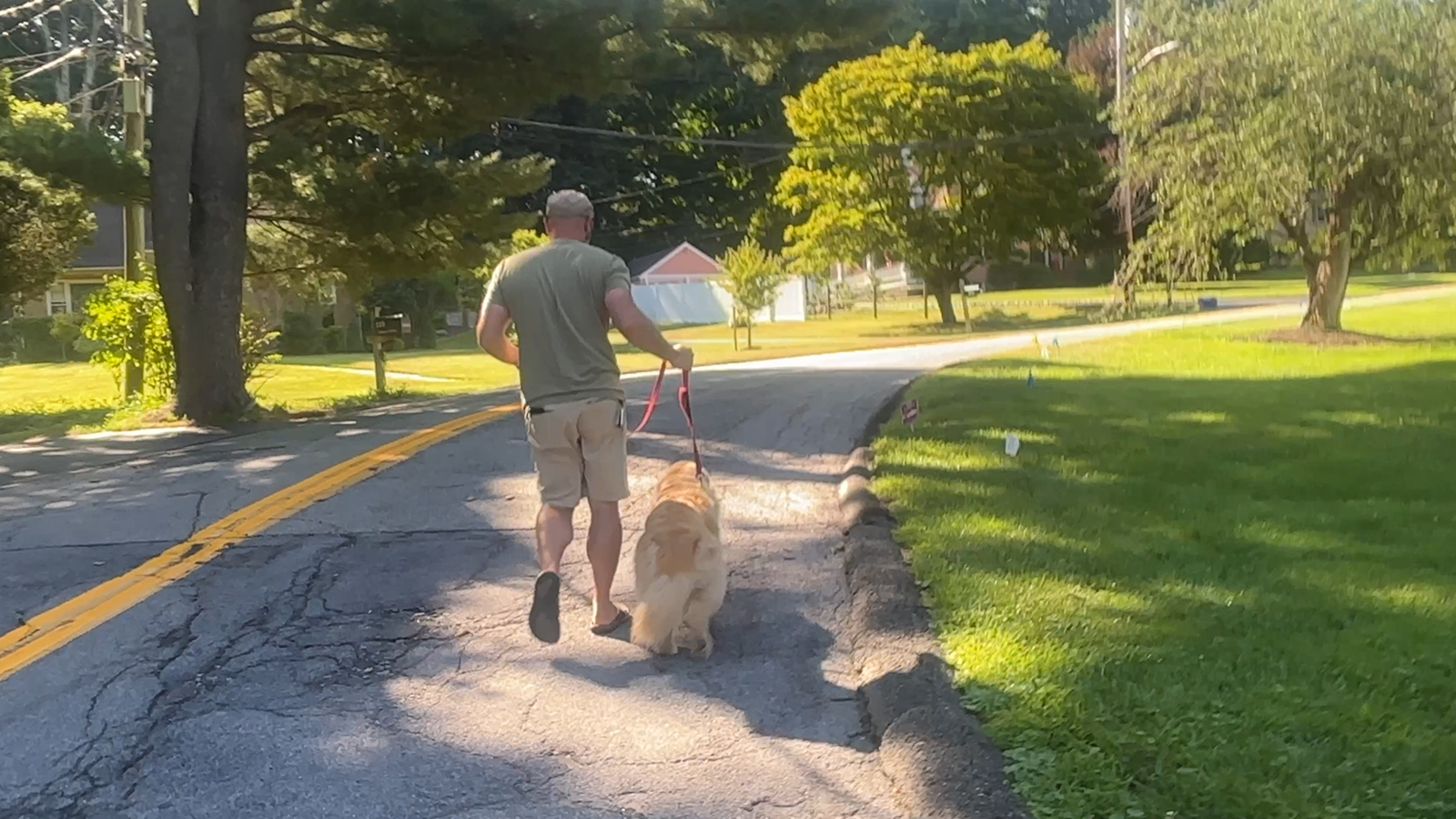 Dog Walking background image