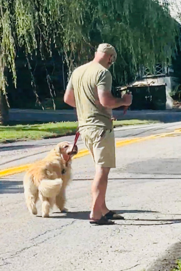 Staff with dogs